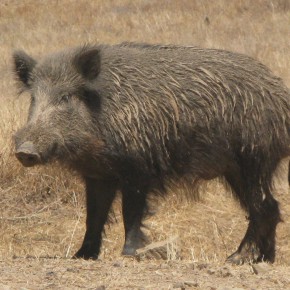 Ciutadans també presentarà a l’EMD de Valldoreix una proposta per solucionar la problemàtica de la superpoblació de porcs senglars
